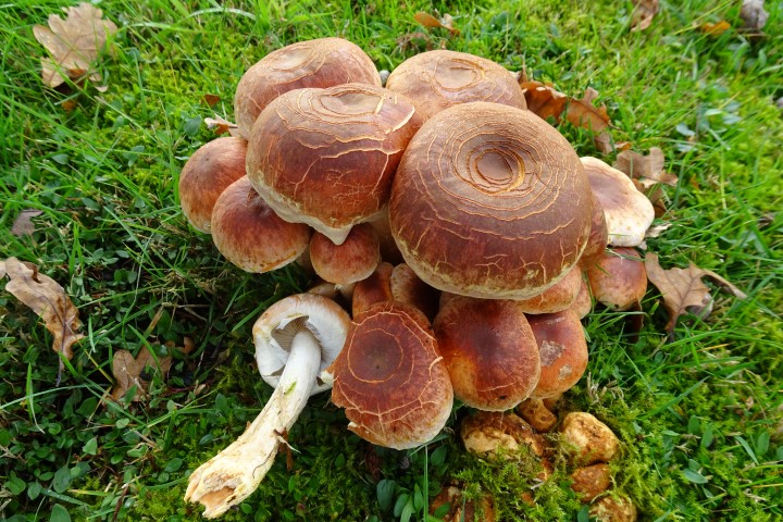 voor mij moeilijk te determineren